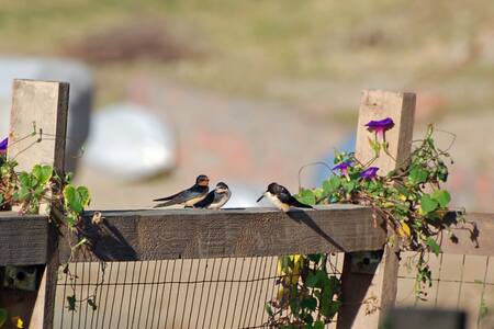 Barn-swallows-on-neighbors-fence